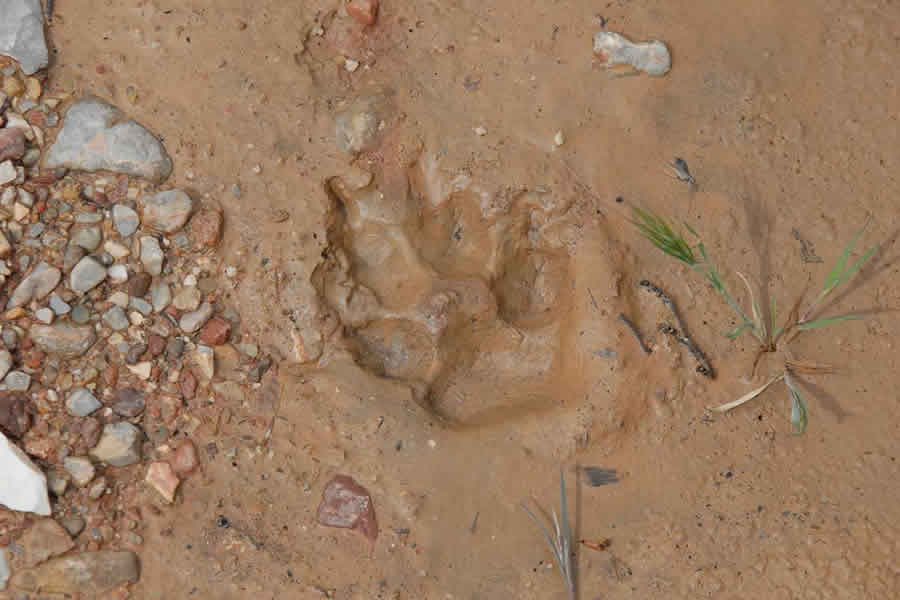 Coyote Tracks Coyote Dens Coyote Scat