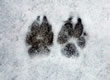 Coyote Footprints 1
