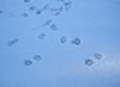 Coyote Footprints 5