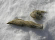 Coyote Scats 3