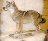 coyote taxidermy 1