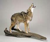 coyote taxidermy 10
