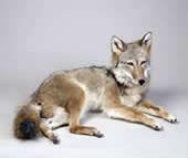 coyote taxidermy 11