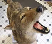 coyote taxidermy 12
