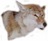 coyote taxidermy 13