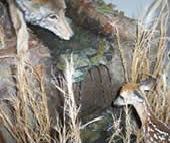 coyote taxidermy 14