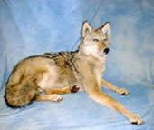 coyote taxidermy 2