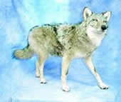 coyote taxidermy 3