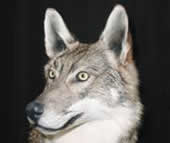 coyote taxidermy 4