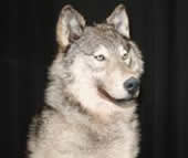 coyote taxidermy 5