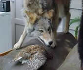 coyote taxidermy 6