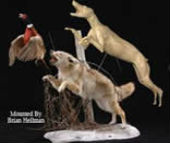 coyote taxidermy 8