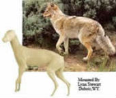 coyote taxidermy 9