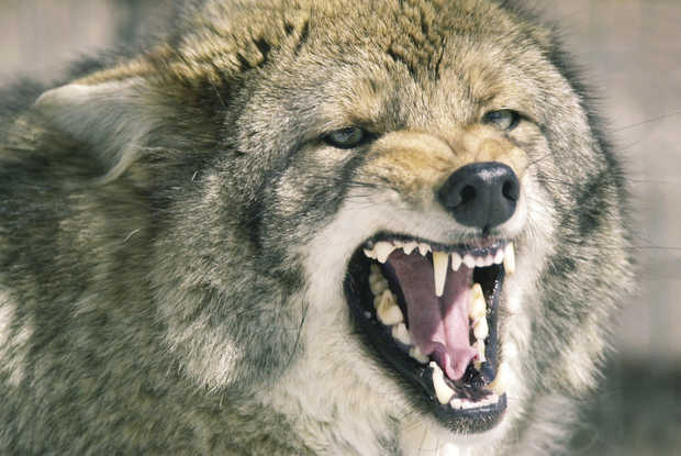 Angry Coyote